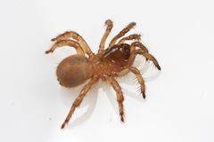 Aliatypus thompsoni