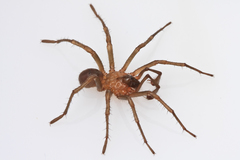 Aliatypus thompsoni