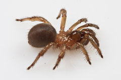 Aliatypus thompsoni