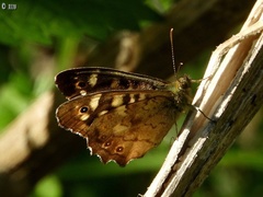 Pararge aegeria