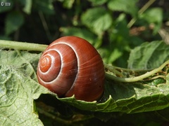 Cepaea nemoralis