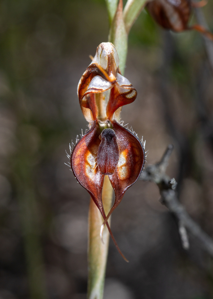 Pterostylis maxima