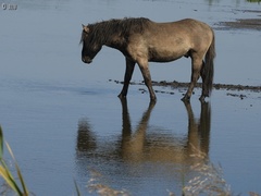 Equus caballus