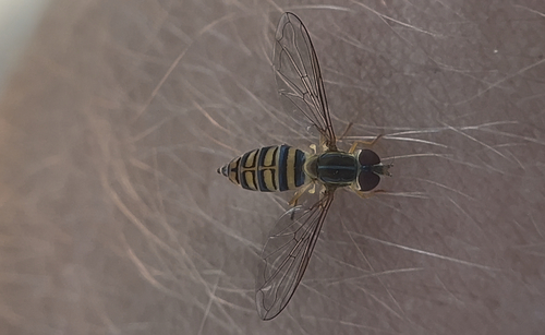 Unknown species found near Oklahoma, US