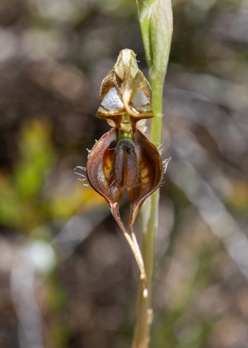 large rustyhood (Pterostylis maxima)
