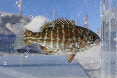 Perch (Kyphosus azureus) — Kyphosidae — 4