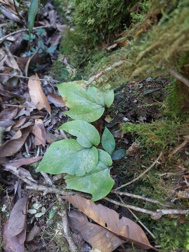 Large-leaved holly fern (Cyrtomium macrophyllum)