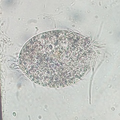 Spirotrichea