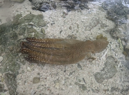 Octopus cyanea
