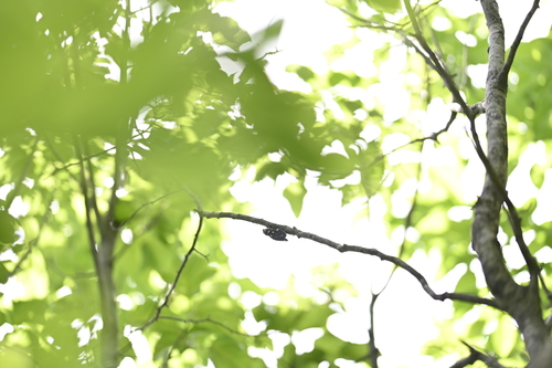 Speckled Black Cicada
