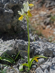 Orchis pauciflora