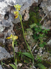 Ophrys lutea phryganae