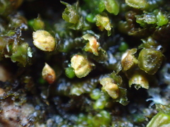Periantria frullaniae