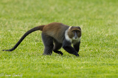 Cercopithecus mitis kolbi