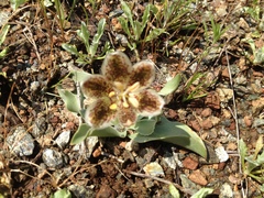 Fritillaria purdyi