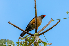 Turdus abyssinicus
