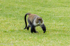 Cercopithecus mitis kolbi
