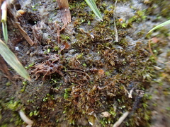 Octospora axillaris