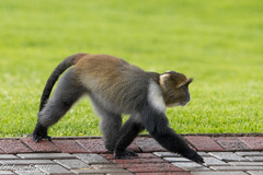 Cercopithecus mitis kolbi