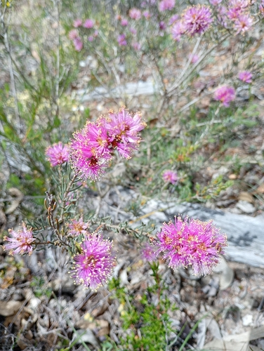 Melaleuca aspalathoides, 2025-10-18