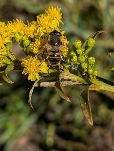 Unknown species found near Bronx, NY 10467, USA