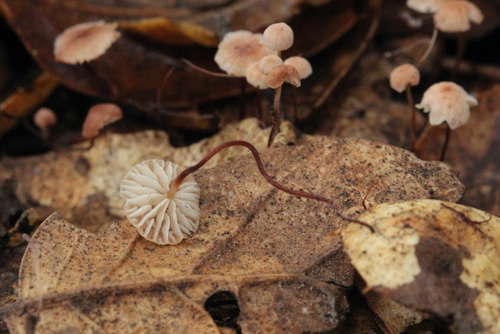Oak-leaf Pinwheel