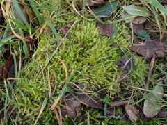 Rhynchostegium megapolitanum