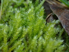 Rhynchostegium megapolitanum