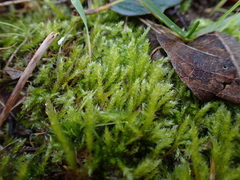 Rhynchostegium megapolitanum