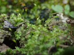 Fissidens incurvus
