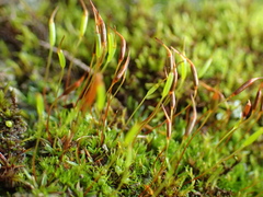 Aloina aloides