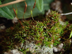 Aloina aloides