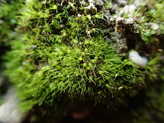 Weissia angustifolia