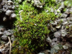 Weissia angustifolia