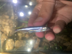 Highland Shiner photo 5