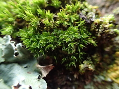 Syntrichia papillosa