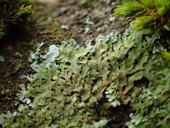 Physconia distorta