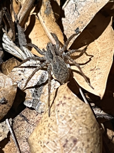 Koch's Wolf Spider