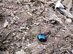 Coprophanaeus saphirinus