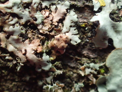 Lichenochora obscuroides