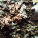 Lichenochora obscuroides - Photo (c) George Greiff, algunos derechos reservados (CC BY-NC), subido por George Greiff