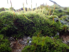 Syntrichia laevipila