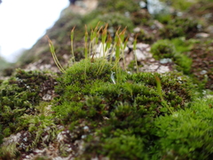 Syntrichia laevipila