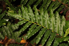 Blechnum cordatum