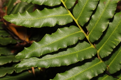 Blechnum cordatum