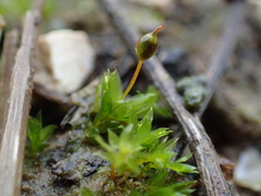 Microbryum rectum