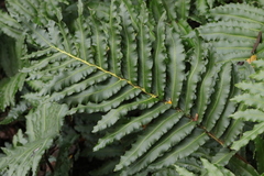 Blechnum cordatum