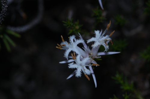 Andersonia aristata observed 2025-10-11