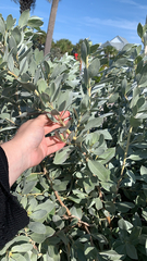 Conocarpus erectus sericeus