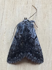 Pleromelloida conserta